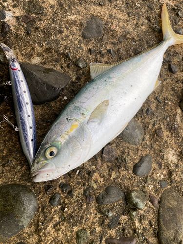 ワカシの釣果