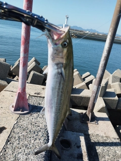 サゴシの釣果