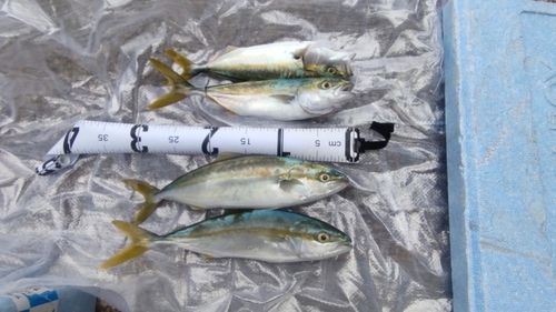 ワカシの釣果