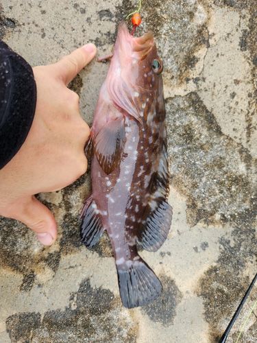 キジハタの釣果