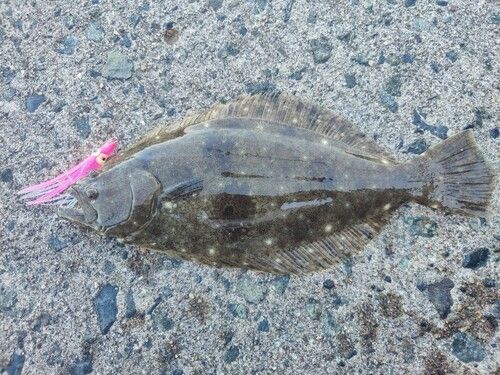 ヒラメの釣果