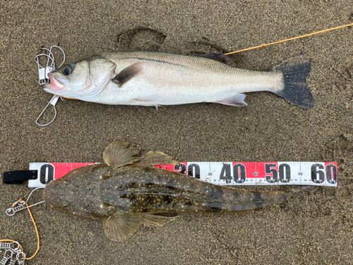 シーバスの釣果