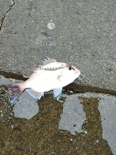 チャリコの釣果