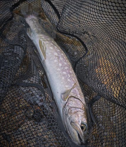 アメマスの釣果