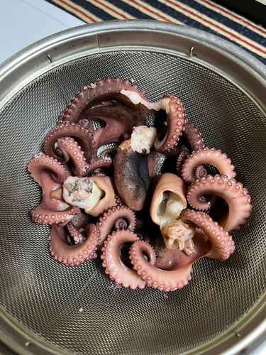 マダコの釣果