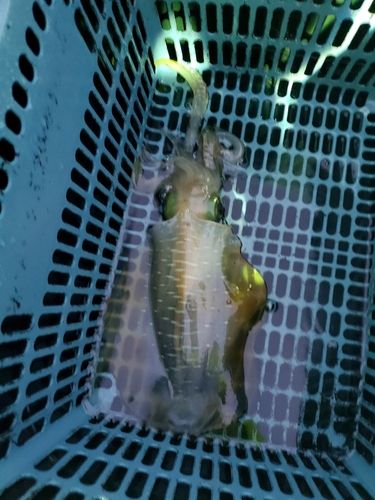 ケンサキイカの釣果