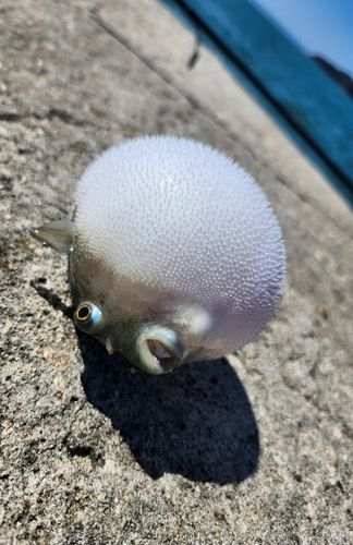 フグの釣果