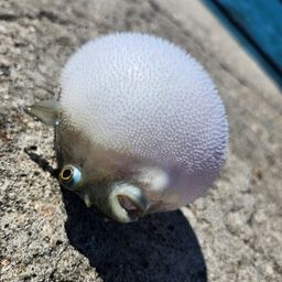フグ