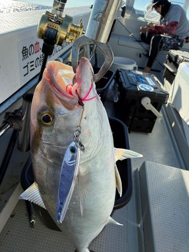 ネリゴの釣果