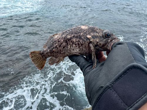 オウゴンムラソイの釣果