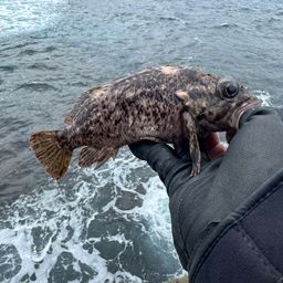 オウゴンムラソイ