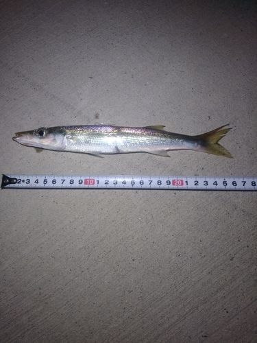 カマスの釣果