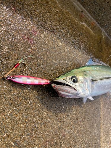 サゴシの釣果