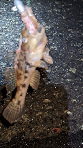 ウロハゼの釣果