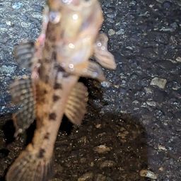 ウロハゼ