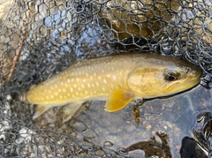 アメマスの釣果