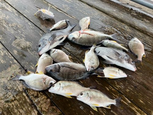 チヌの釣果