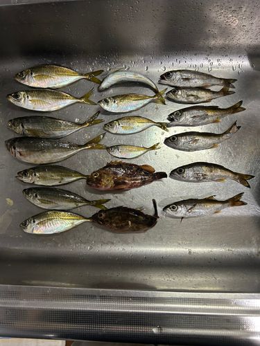 アジの釣果