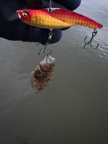ソゲの釣果