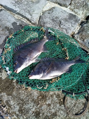 チヌの釣果