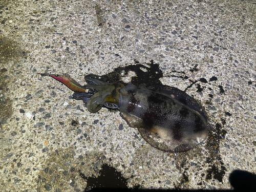 アオリイカの釣果