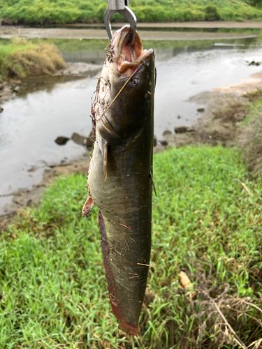 ナマズの釣果