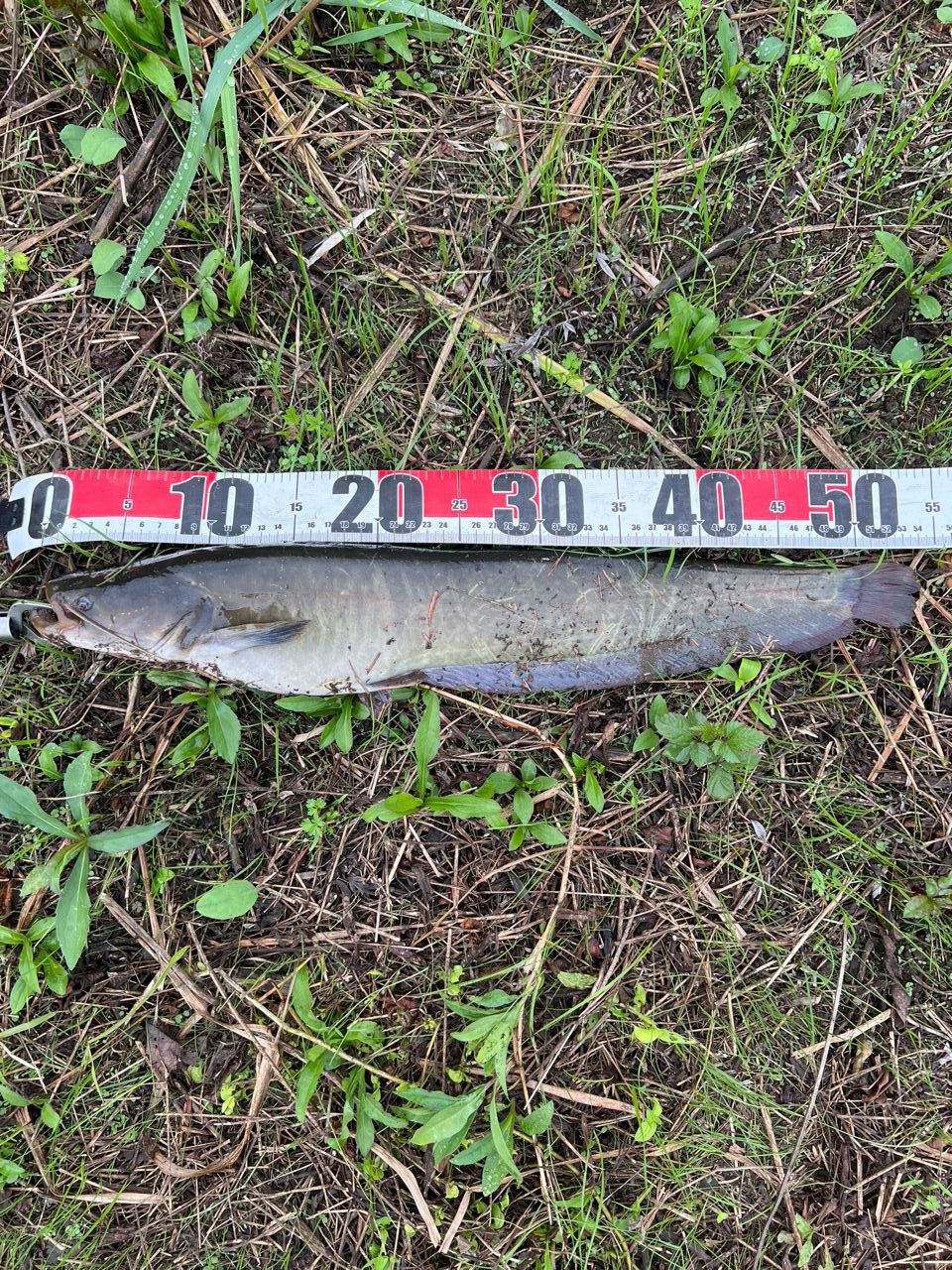 ナマズ