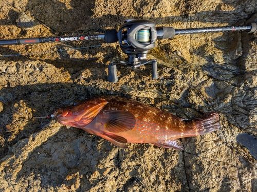 アコウの釣果