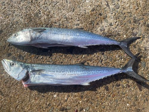 サゴシの釣果