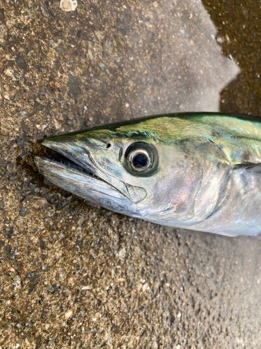 サゴシの釣果