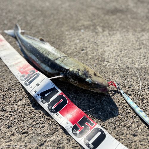 メッキの釣果