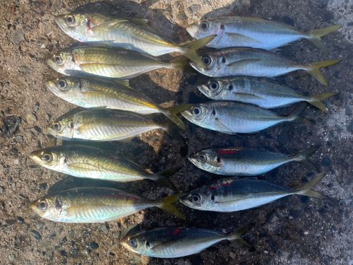 アジの釣果