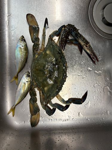 江尻埠頭