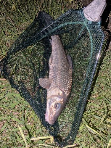 ニゴイの釣果