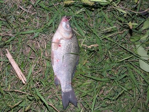 ヘラブナの釣果