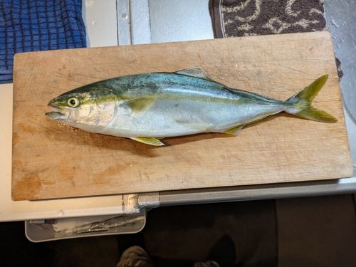 イナダの釣果