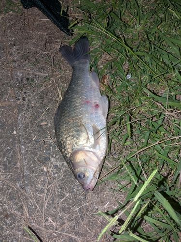 ヘラブナの釣果
