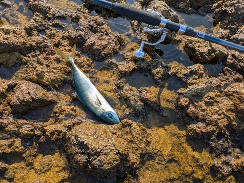 ツバスの釣果