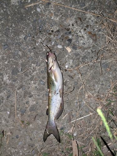 アメリカナマズの釣果