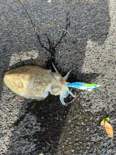 モンゴウイカの釣果