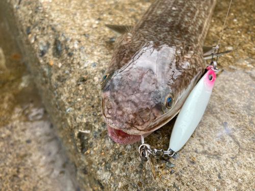 エソの釣果