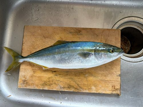 イナダの釣果