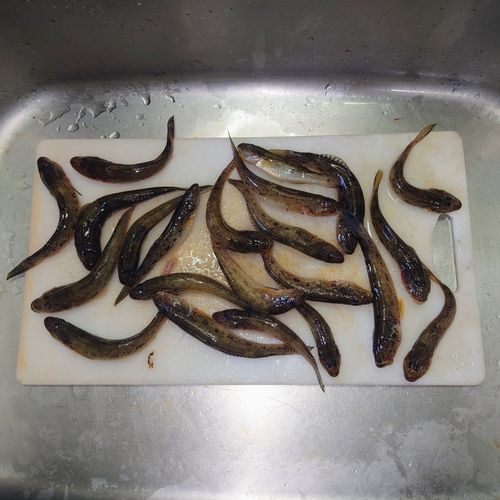 敦賀湾