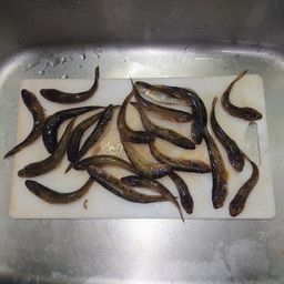 マハゼ