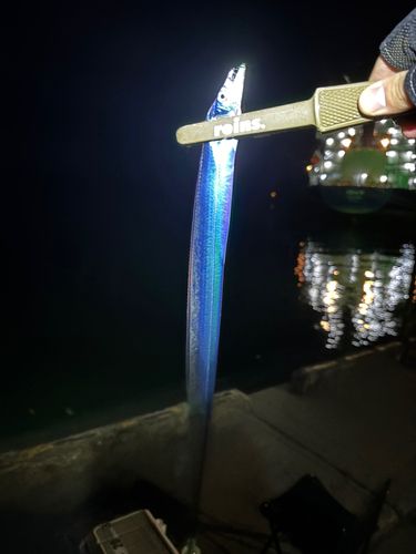 タチウオの釣果