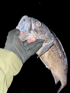 クロソイの釣果