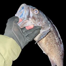 クロソイ