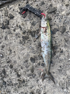 サゴシの釣果