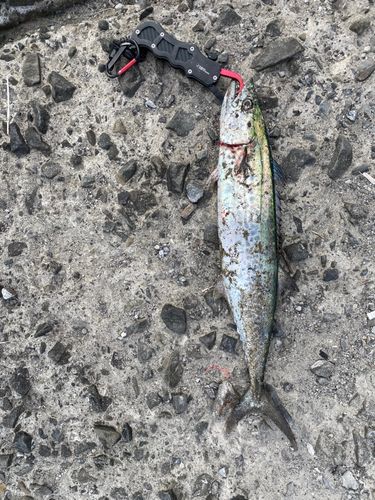 サゴシの釣果