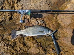 ヒラスズキの釣果